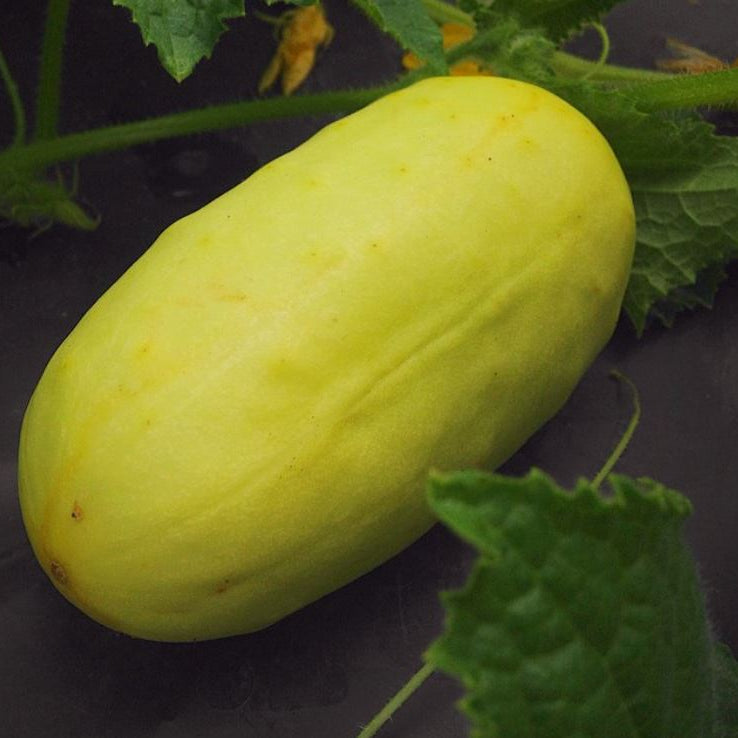 Organic 'Boothby Blonde' Cucumber