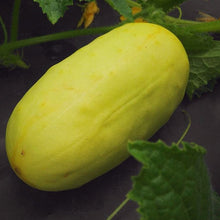 Organic 'Boothby Blonde' Cucumber