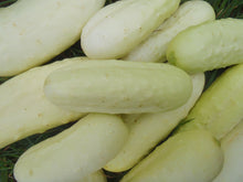 'Boothby's Blond' Cucumber