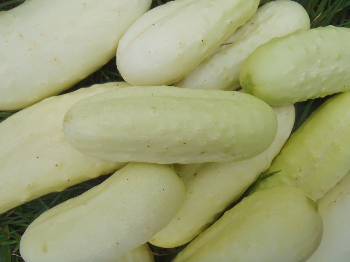 'Boothby's Blond' Cucumber