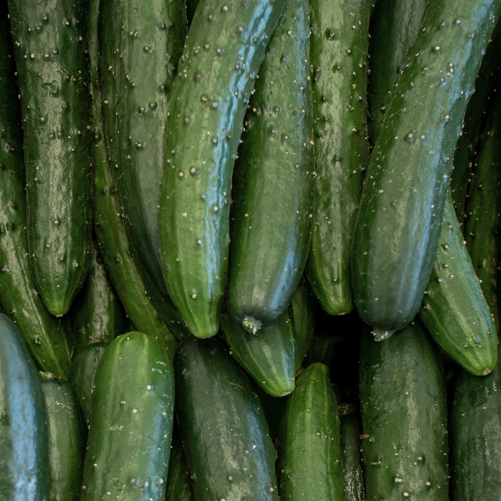 cucumber 'Burpless'