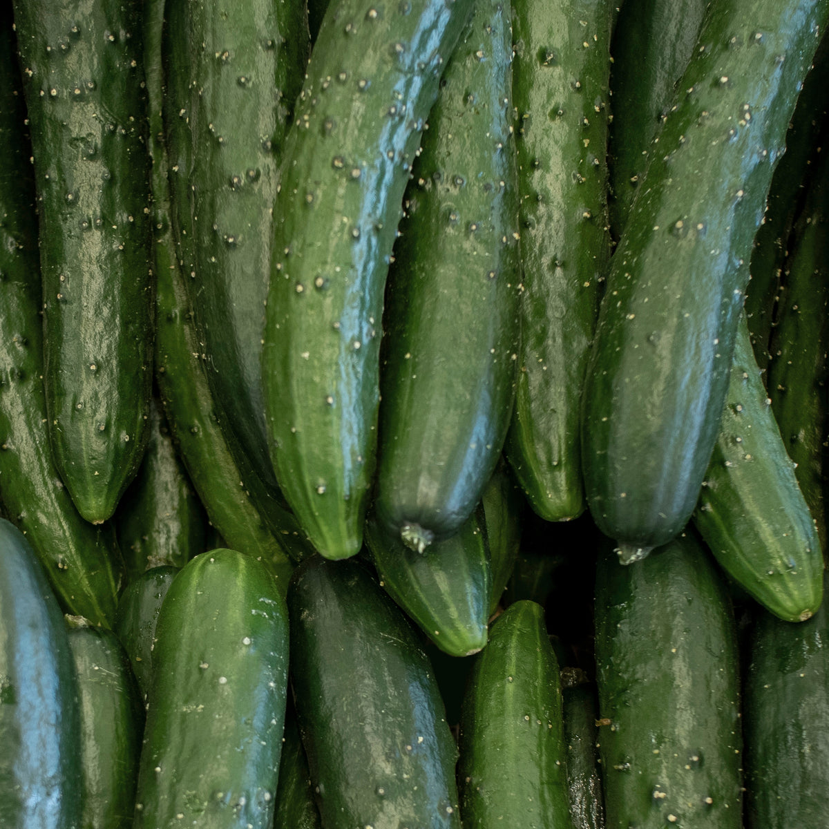 cucumber 'Burpless'