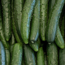 cucumber 'Burpless'