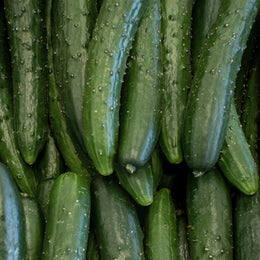 cucumber 'Burpless'