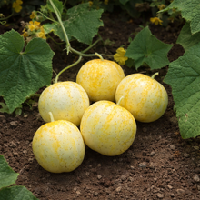Photo de Concombre ‘Citron’ bio. Sous la peau claire se trouve une chair vert lime, croquante, douce, sucrée et normalement sans amertume. La longue vigne vigoureuse porte de grandes feuilles vertes et des fleurs jaunes mâles et femelles, car la floraison est monoïque. La couleur caractéristique est : jaune clair.