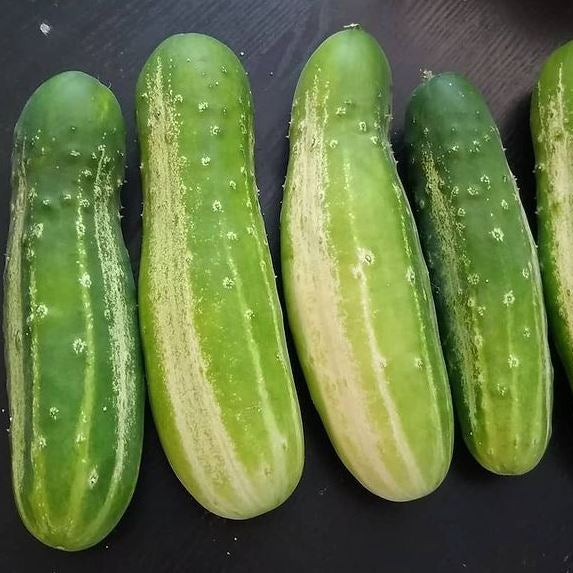 Organic 'Green Wonder' Cucumber