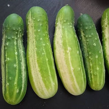 Organic 'Green Wonder' Cucumber