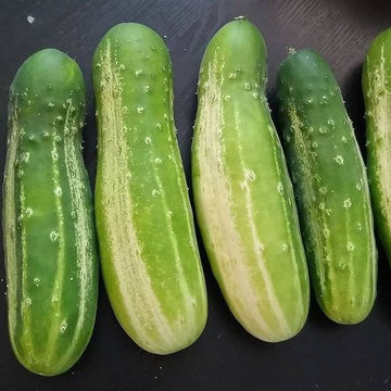Organic 'Green Wonder' Cucumber