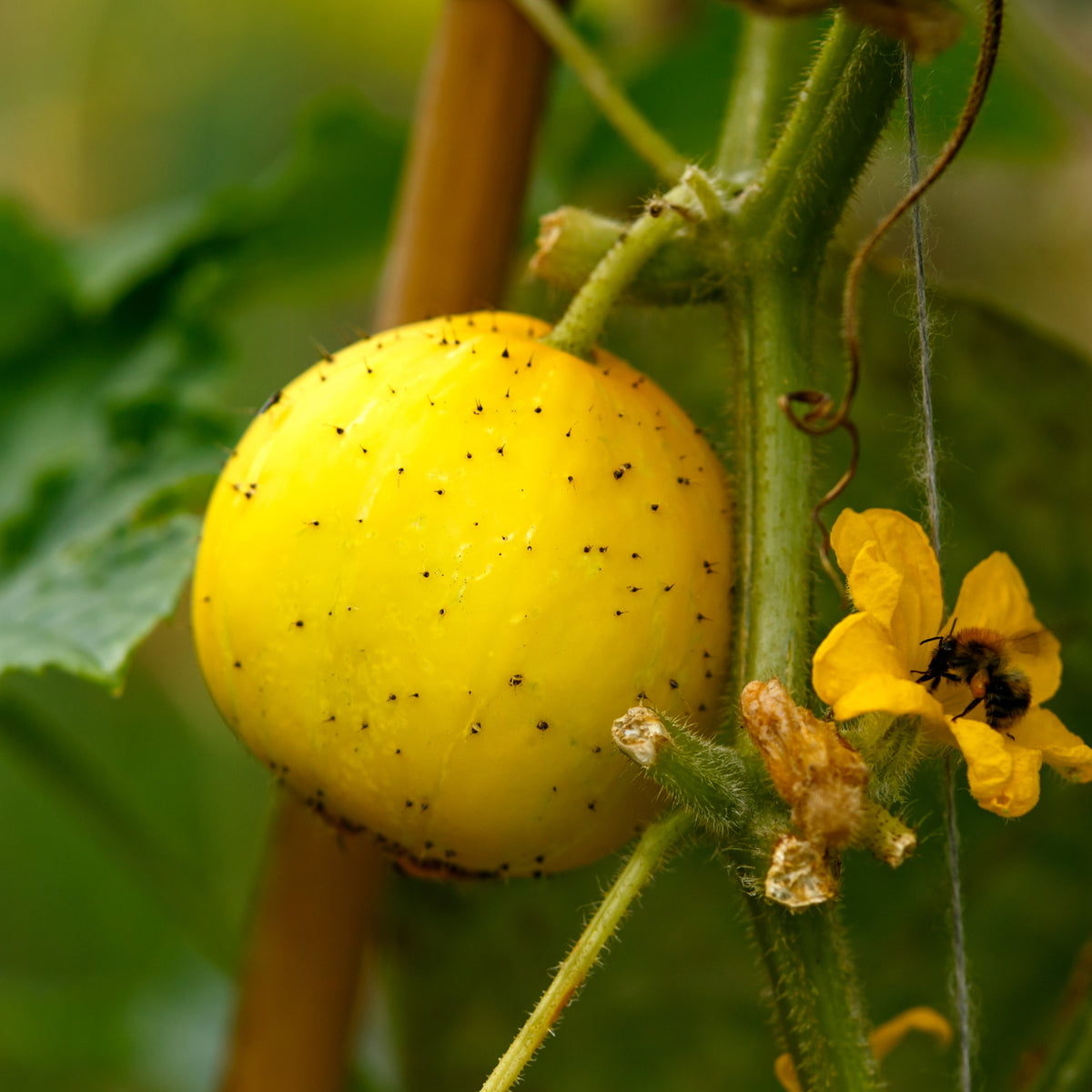 Concombre 'Lemon'