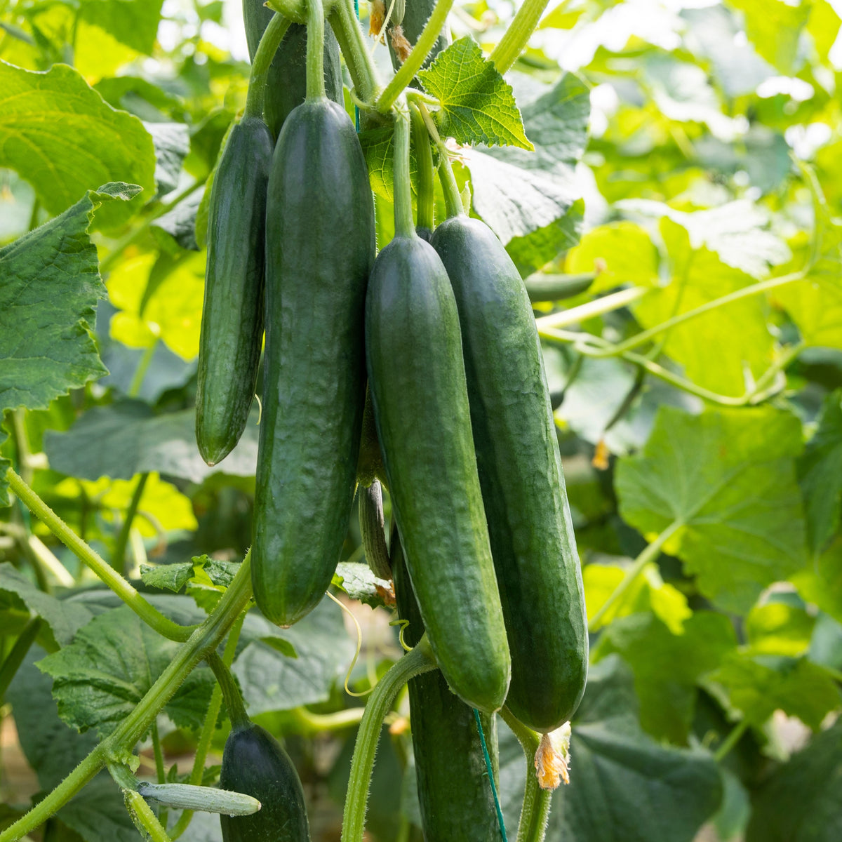 Photographie de Concombre bio (Cucumis sativus ‘Marketer’), sélection proposée en semences W.H. Perron. Le visuel présente l’apparence de la plante ou de sa récolte et permet d’en observer les formes et les couleurs. Cette vue illustre les caractéristiques visibles de la sélection, dans une présentation destinée à accompagner son identification et à montrer son intérêt au jardin.