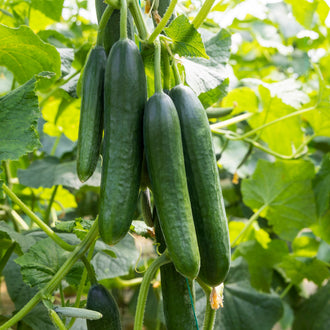 Photographie de Concombre bio (Cucumis sativus ‘Marketer’), sélection proposée en semences W.H. Perron. Le visuel présente l’apparence de la plante ou de sa récolte et permet d’en observer les formes et les couleurs. Cette vue illustre les caractéristiques visibles de la sélection, dans une présentation destinée à accompagner son identification et à montrer son intérêt au jardin.