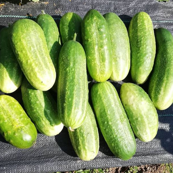 Organic 'Marketer' Cucumber
