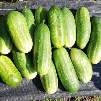 Organic 'Marketer' Cucumber