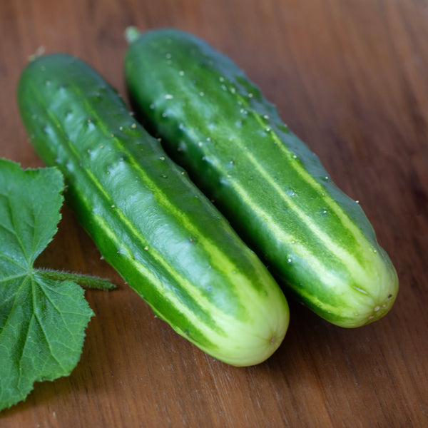 Cucumber 'Marketmore' 