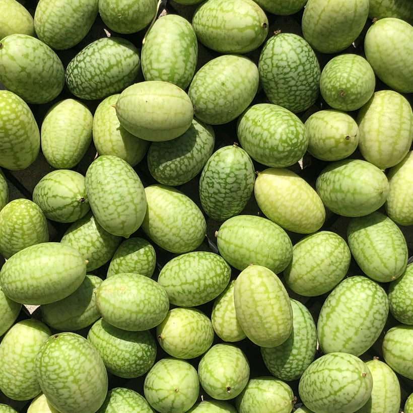 Concombre 'Mouse Melon' bio