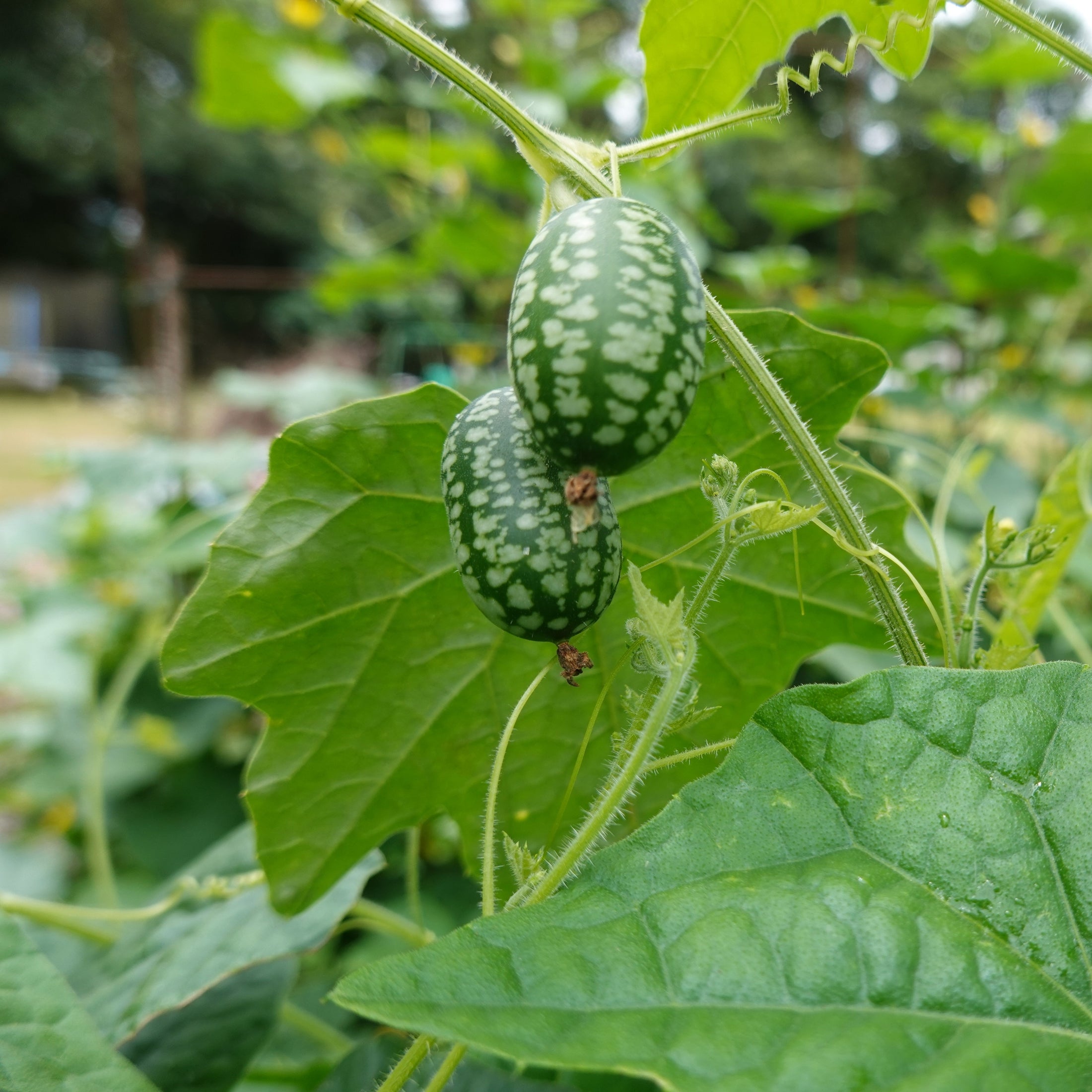 Concombre 'Mouse Melon'