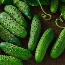 'National Pickling' cucumber on a ribbon