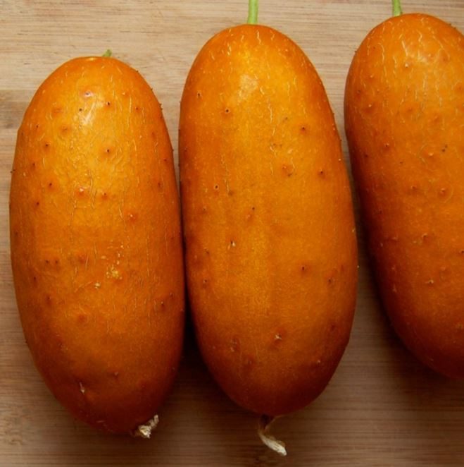 Concombre 'Puna Kheera' bio