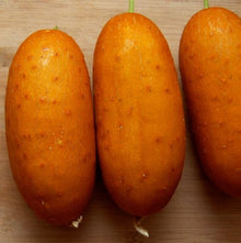 Concombre 'Puna Kheera' bio