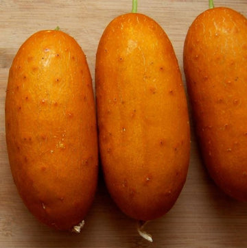 Organic 'Puna Kheera' Cucumber
