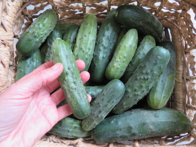 'Quebec Green' cucumber
