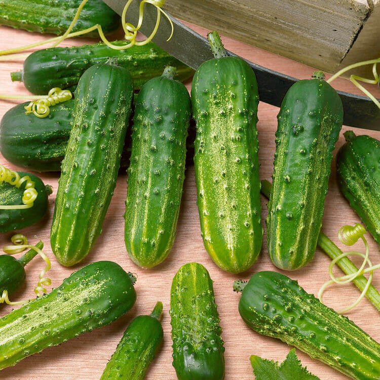 Cucumber 'Regal'