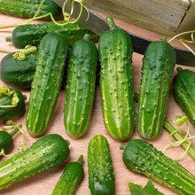 Cucumber 'Regal'