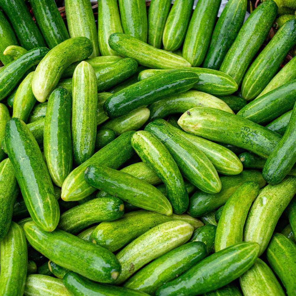  Cucumber 'Slicemore'