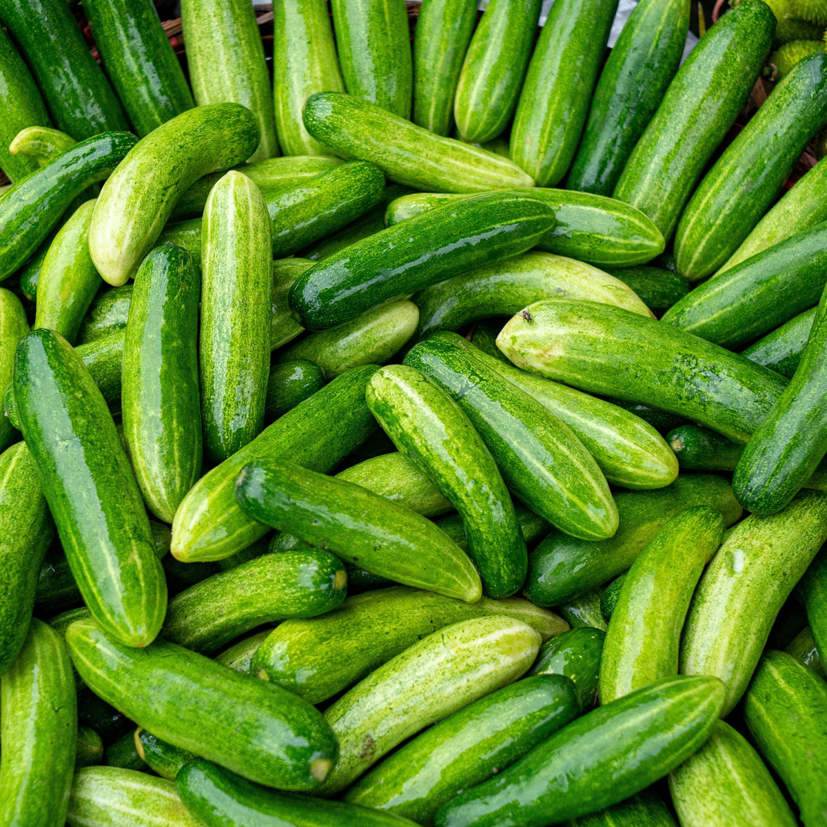  Cucumber 'Slicemore'
