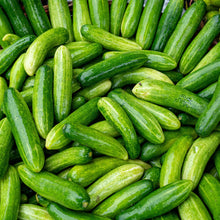  Cucumber 'Slicemore'