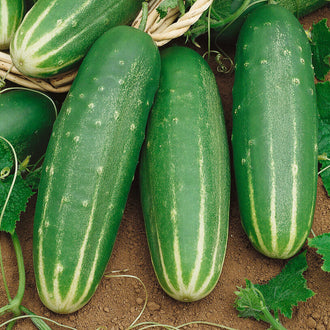 Trois concombres verts allongés sont alignés au premier plan, sur une terre brune. De larges bandes vert pâle remontent depuis leurs extrémités arrondies. Un autre fruit apparaît partiellement au-dessus, près d’un bord de panier clair. Des feuilles et des tiges vertes encadrent les côtés. Les reflets de lumière font ressortir les volumes des fruits placés devant.
