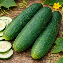 Organic 'Straight Eight' cucumber