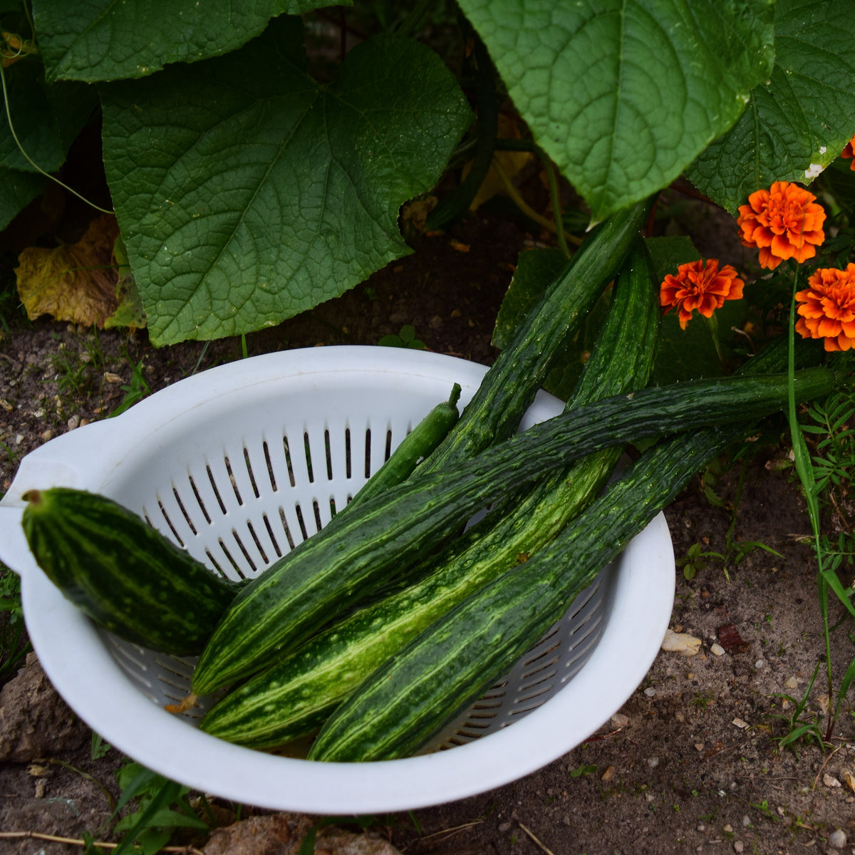 Cucumber 'Suyo Long'