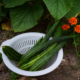 Cucumber 'Suyo Long'