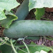 Organic 'Aunt Alice' Cucumber