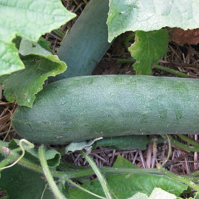 Organic 'Aunt Alice' Cucumber
