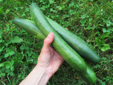 'Telegraph' Cucumber