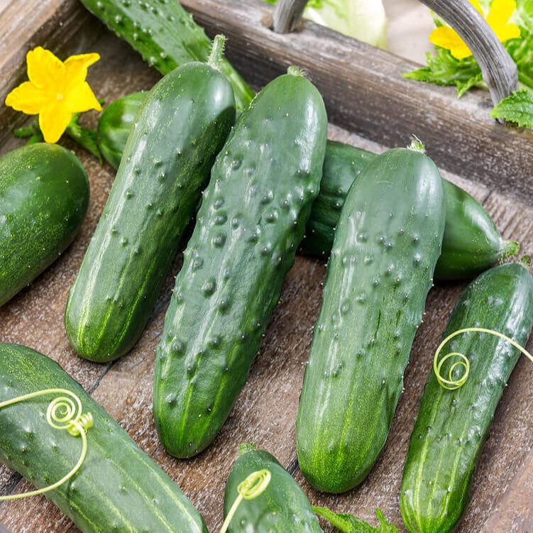 Cucumber 'Wisconsin SMR 58'