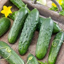 Cucumber 'Wisconsin SMR 58'