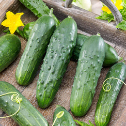 Cucumber 'Wisconsin SMR 58'