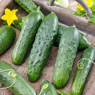 Des concombres verts bosselés sont posés dans une cagette en bois, avec plusieurs fruits inclinés les uns contre les autres. Leurs peaux portent des reliefs pâles et de fines bandes plus claires. Une fleur jaune apparaît vers le haut à gauche. Des vrilles spiralées passent entre les fruits et sur le fond de bois visible au premier plan.