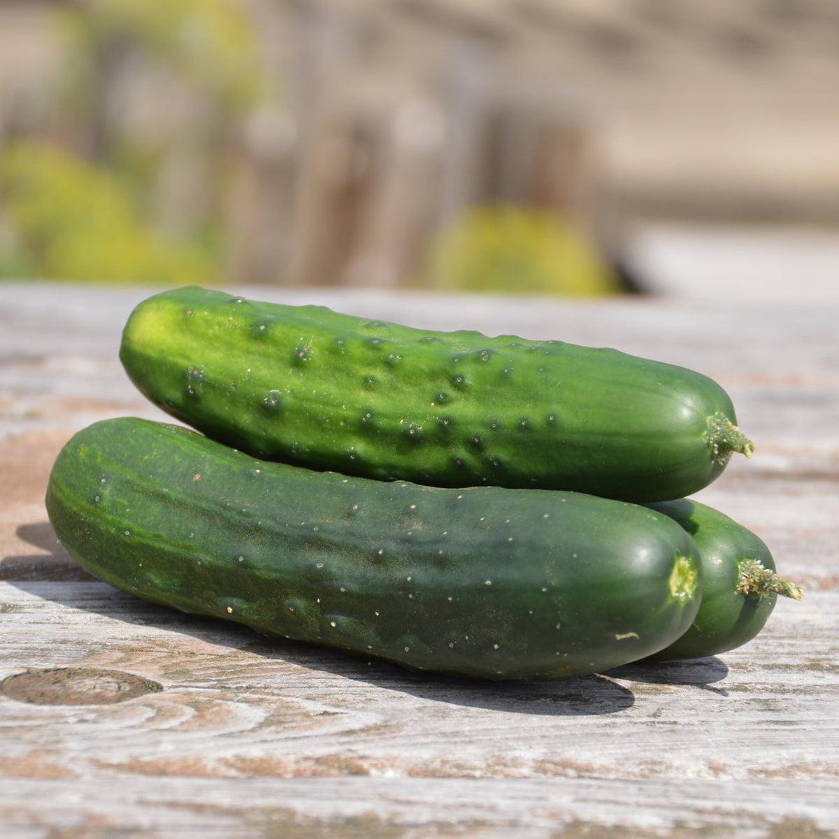 Concombre à cornichon 'Early Russian' bio