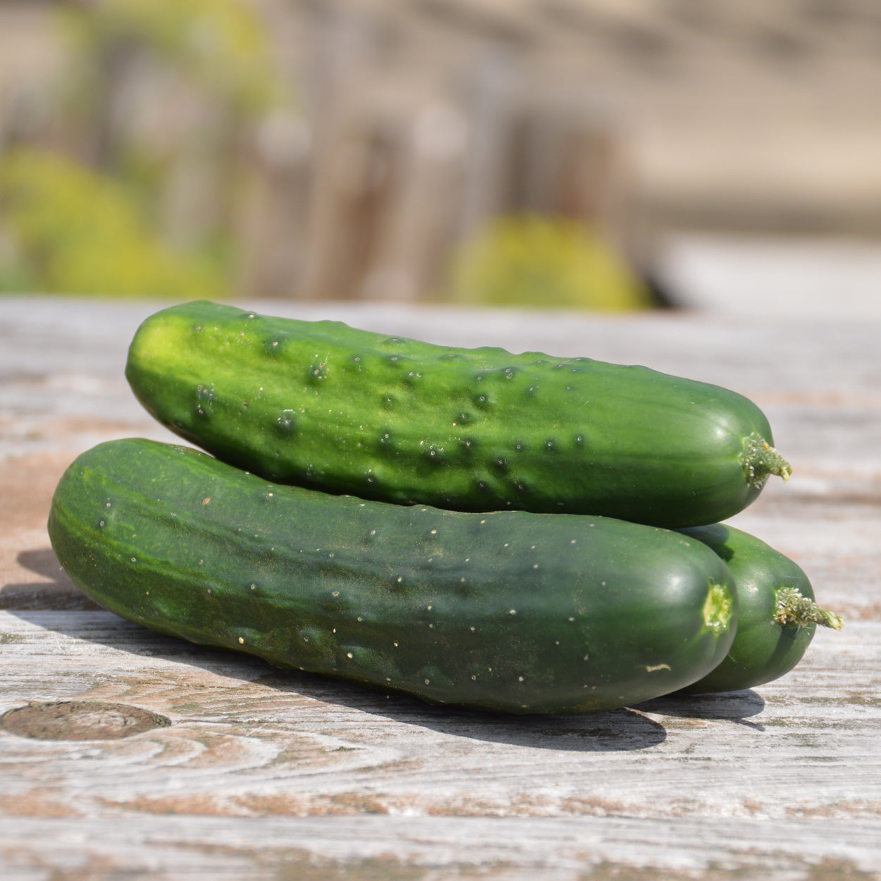 Concombre à cornichon 'Early Russian' bio