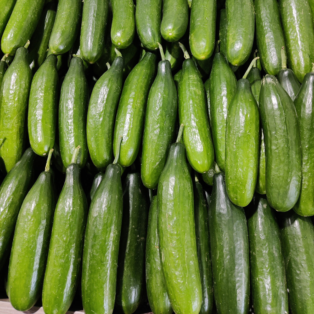 Photographie de Concombre libanais (Cucumis sativus), sélection proposée en semences W.H. Perron. Le visuel présente l’apparence de la plante ou de sa récolte et permet d’en observer les formes et les couleurs. Cette vue illustre les caractéristiques visibles de la sélection, dans une présentation destinée à accompagner son identification et à montrer son intérêt au jardin.
