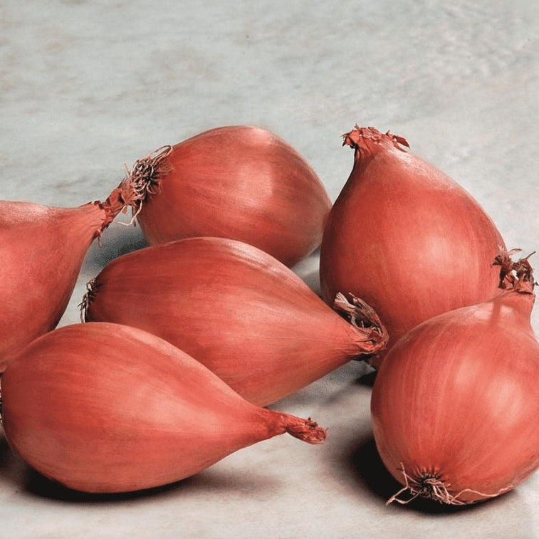 Organic 'Conservor Shallot' Onion