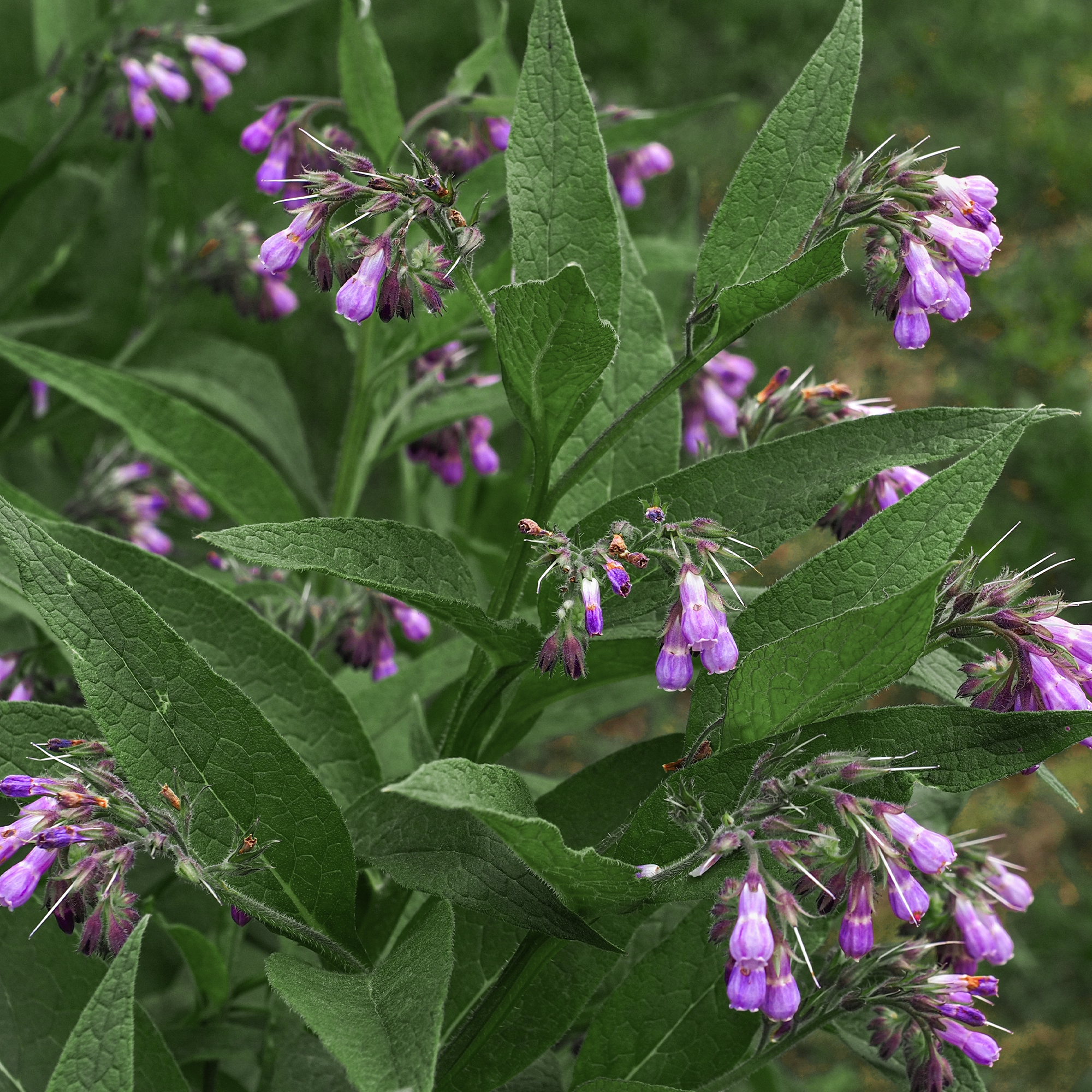 Comfrey