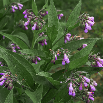 Comfrey