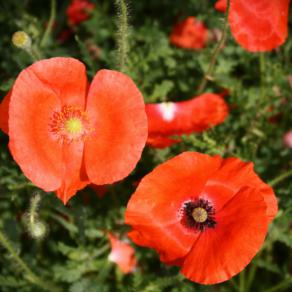 Organic Poppy Mix