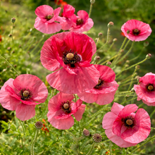 Coquelicot 'La Vie en Rose' bio