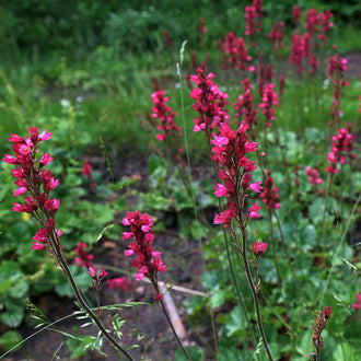 De longues tiges fines portent de petits groupes de fleurs rouge rosé. Les corolles se répartissent en grappes espacées le long des axes, avec plusieurs pointes plus étroites au sommet. Le fond montre des feuilles vertes, des touches rouges et quelques zones brunes. Des lignes claires et minces passent devant les tiges du premier plan.